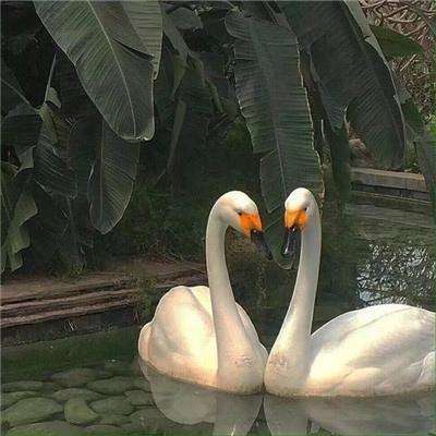 金沙集团1862成色