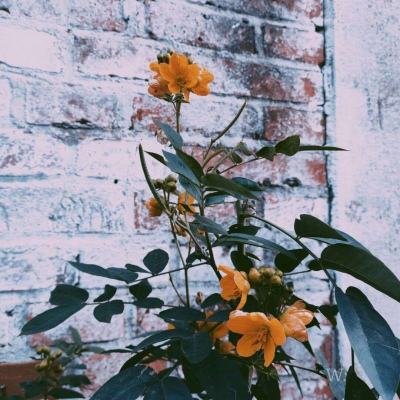 威尼斯软件·下载