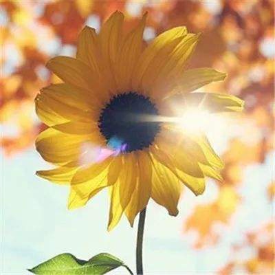 kaiyun平台app下载